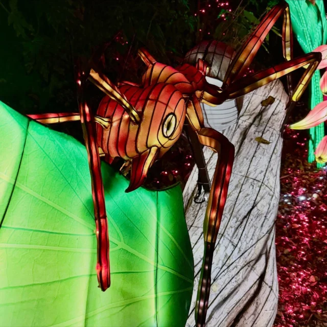 Another memorable visit to @dublinzoo_official to see Wild Lights #wildlights